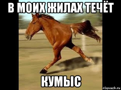 в моих жилах течёт кумыс