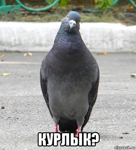  курлык?