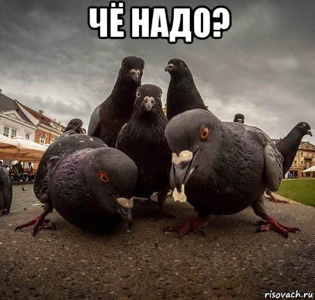 чё надо? 