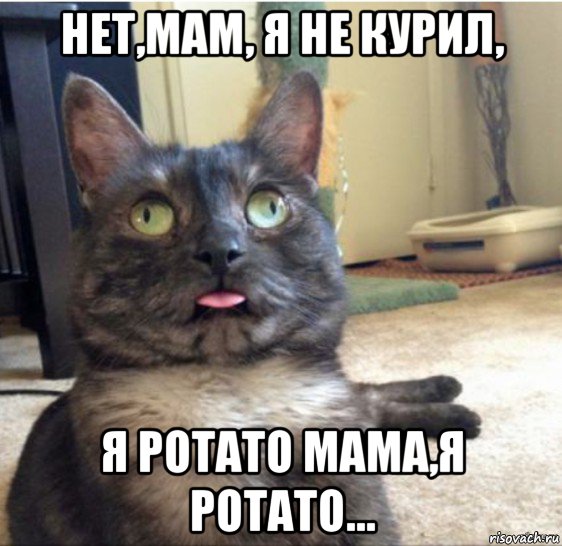 нет,мам, я не курил, я potato мама,я potato..., Мем   Кот завис