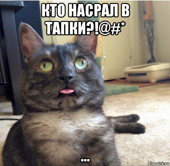 кто насрал в тапки?!@#* ..., Мем   Кот завис