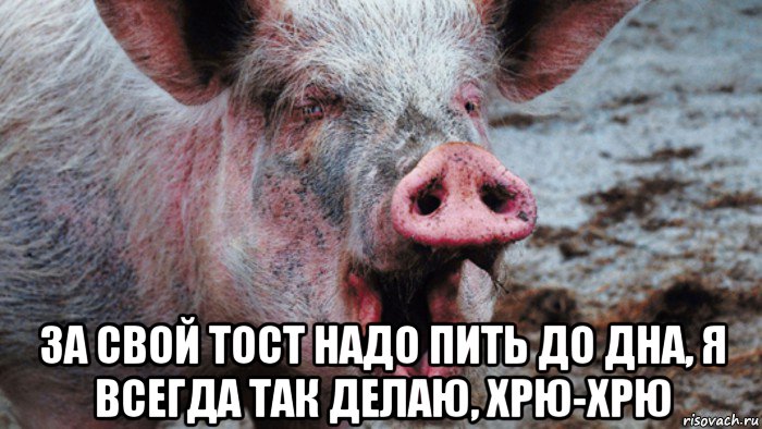  за свой тост надо пить до дна, я всегда так делаю, хрю-хрю