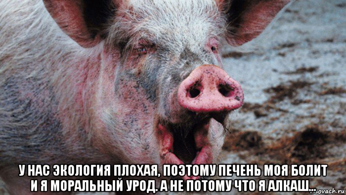  у нас экология плохая, поэтому печень моя болит и я моральный урод. а не потому что я алкаш..., Мем Крым наш