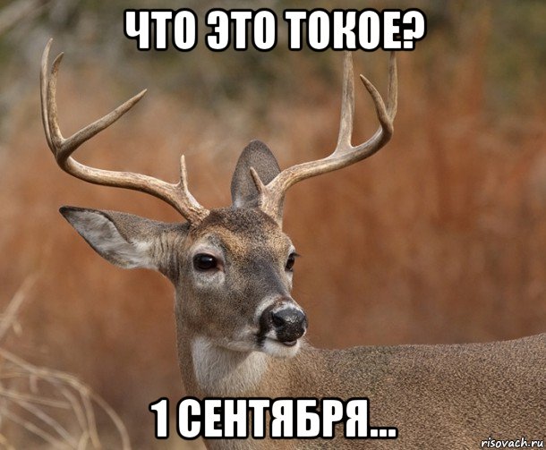 что это токое? 1 сентября...