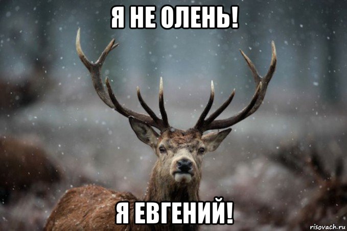 я не олень! я евгений!