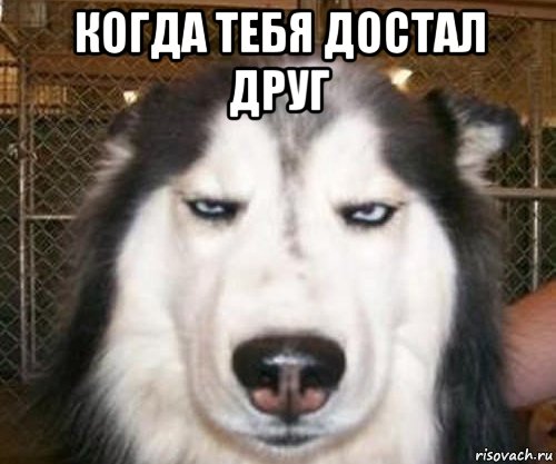 когда тебя достал друг 