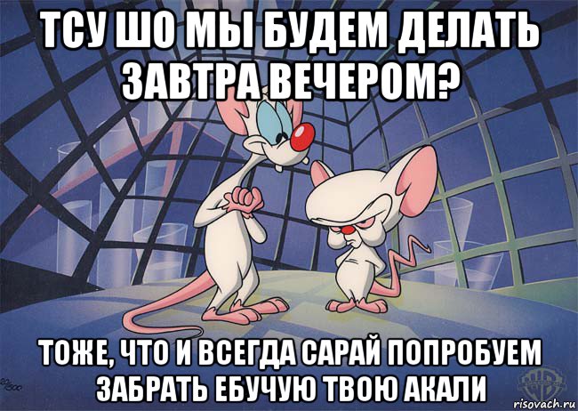 тсу шо мы будем делать завтра вечером? тоже, что и всегда сарай попробуем забрать ебучую твою акали, Мем ПИНКИ И БРЕЙН