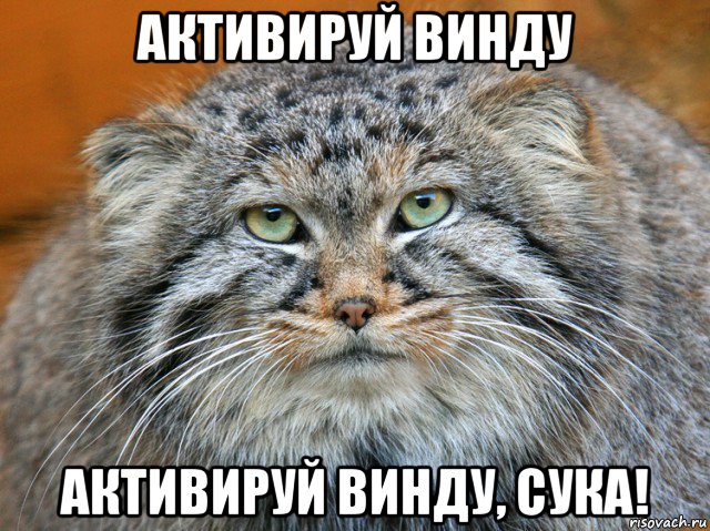 активируй винду активируй винду, сука!