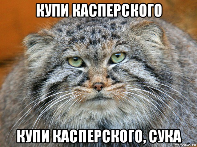купи касперского купи касперского, сука