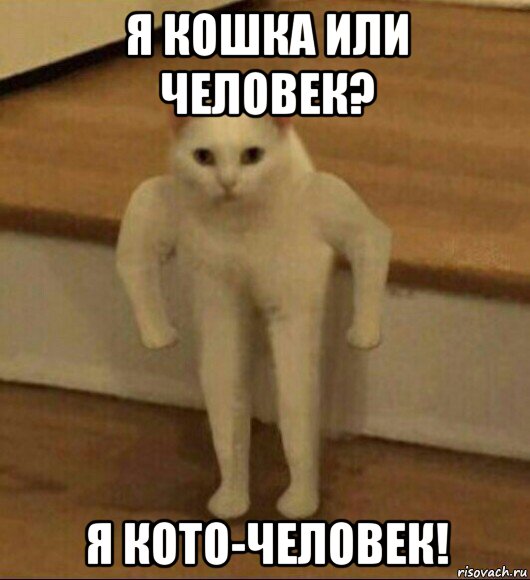 я кошка или человек? я кото-человек!, Мем  Полукот