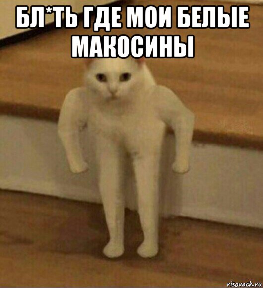 бл*ть где мои белые макосины , Мем  Полукот