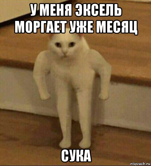 у меня эксель моргает уже месяц сука, Мем  Полукот