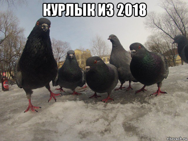 курлык из 2018 