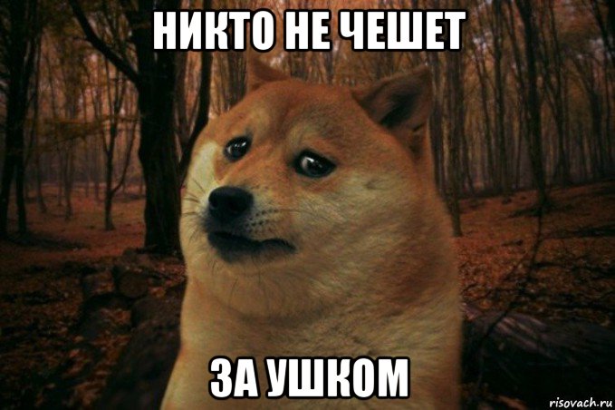 никто не чешет за ушком, Мем SAD DOGE