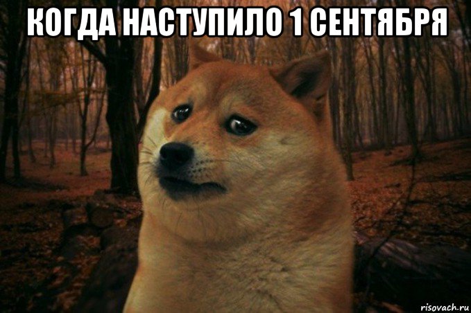 когда наступило 1 сентября , Мем SAD DOGE