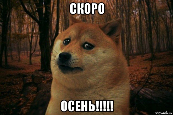 скоро осень!!!!!, Мем SAD DOGE