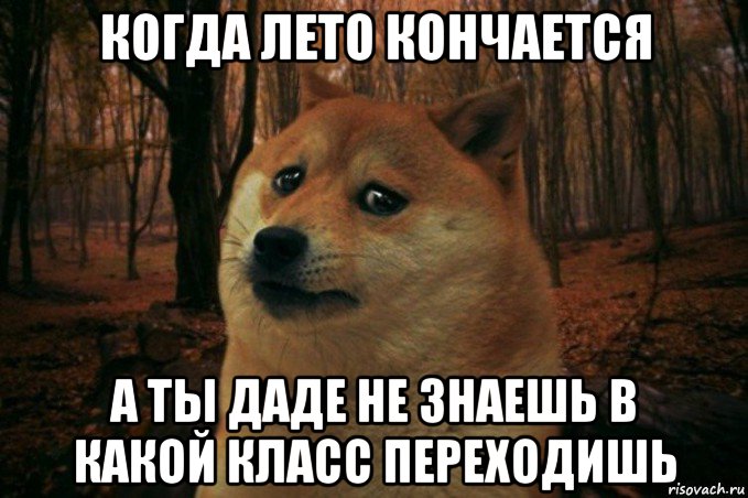 когда лето кончается а ты даде не знаешь в какой класс переходишь, Мем SAD DOGE