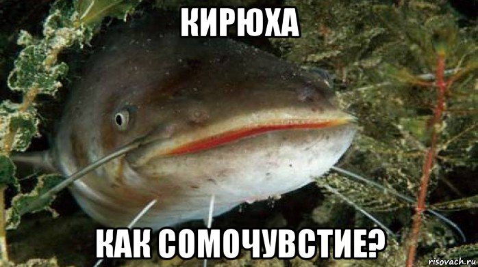 кирюха как сомочувстие?