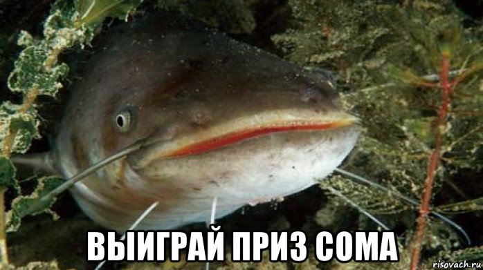  выиграй приз сома