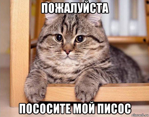 пожалуйста пососите мой писос