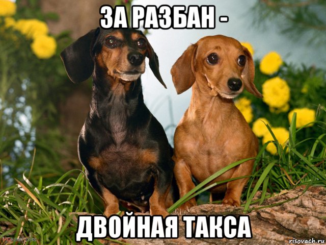 за разбан - двойная такса, Мем T