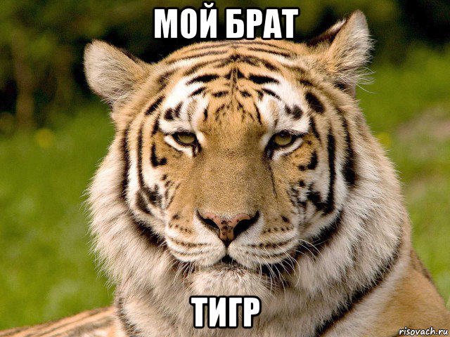 мой брат тигр