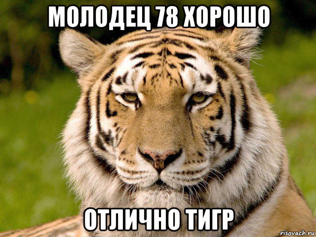 молодец 78 хорошо отлично тигр