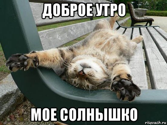 доброе утро мое солнышко, Мем Утро