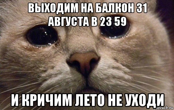 выходим на балкон 31 августа в 23 59 и кричим лето не уходи, Мем   В мире грустит один котик