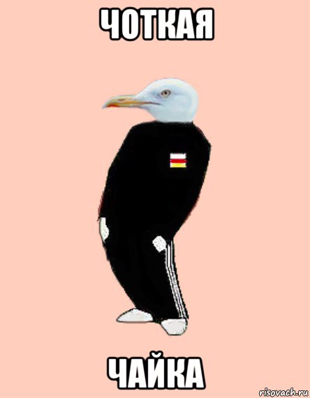 чоткая чайка