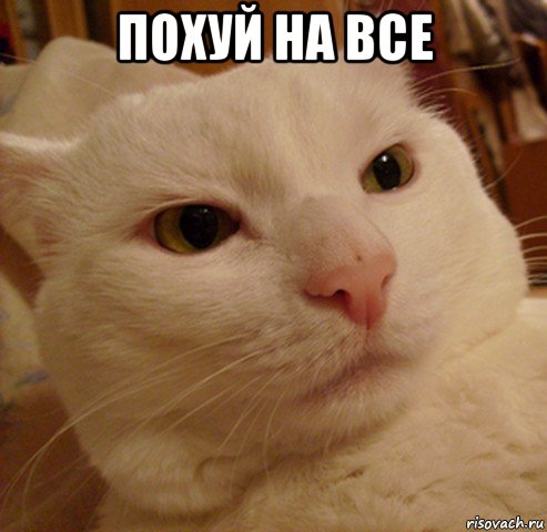 похуй на все , Мем Дерзкий котэ