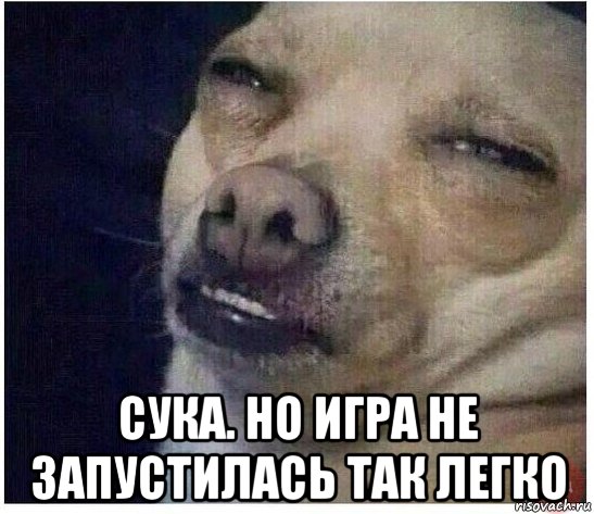  сука. но игра не запустилась так легко, Мем dog