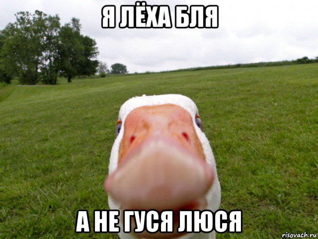 я лёха бля а не гуся люся, Мем гусь