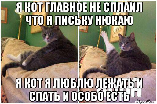 я кот главное не сплаил что я письку нюкаю я кот я люблю лежать и спать и особо есть, Комикс Кот Хоба