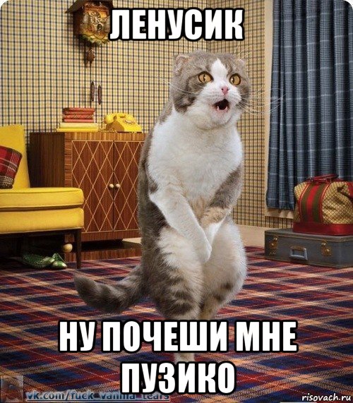 ленусик ну почеши мне пузико, Мем кот