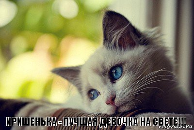 Иришенька - лучшая девочка на свете!!!, Комикс Котенок