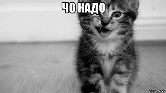 чо надо 