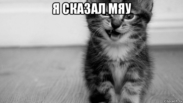 я сказал мяу 