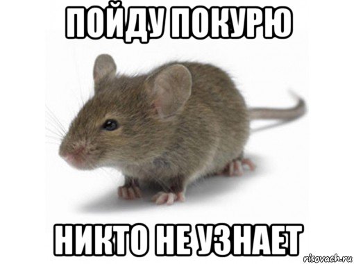 пойду покурю никто не узнает, Мем Мышь
