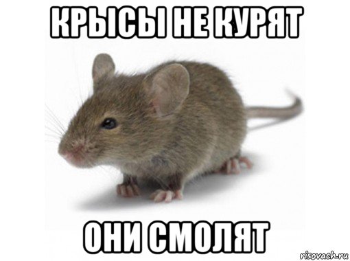 крысы не курят они смолят, Мем Мышь