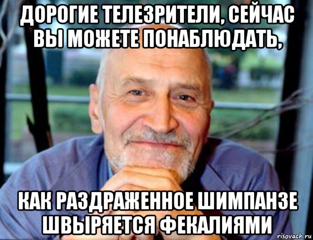 дорогие телезрители, сейчас вы можете понаблюдать, как раздраженное шимпанзе швыряется фекалиями