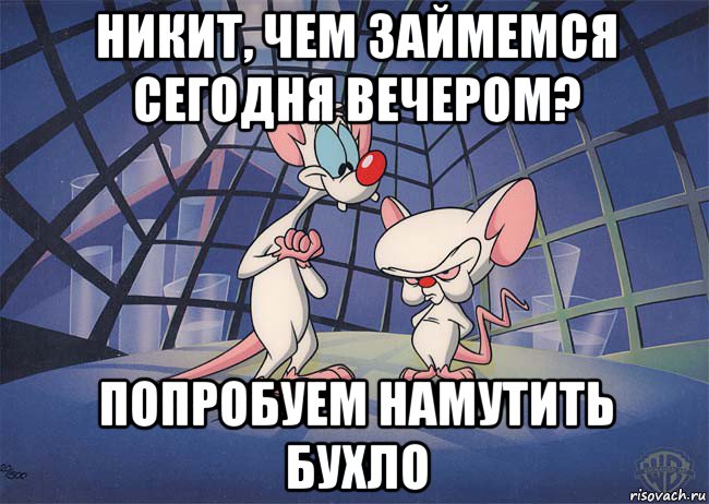 никит, чем займемся сегодня вечером? попробуем намутить бухло, Мем ПИНКИ И БРЕЙН