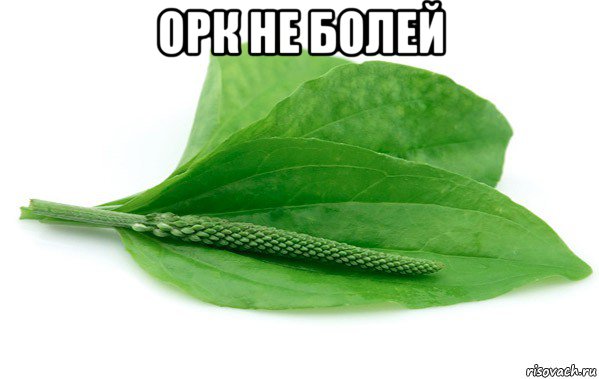 орк не болей 