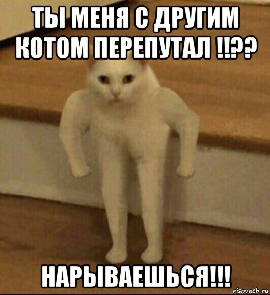 ты меня с другим котом перепутал !!?? нарываешься!!!, Мем  Полукот