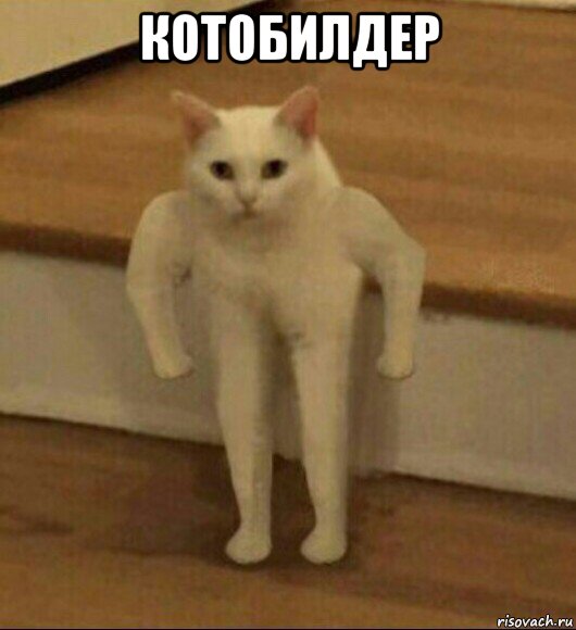 котобилдер , Мем  Полукот