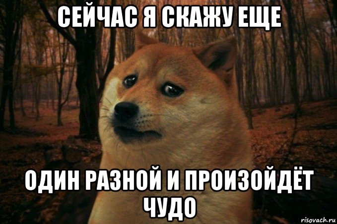 сейчас я скажу еще один разной и произойдёт чудо, Мем SAD DOGE