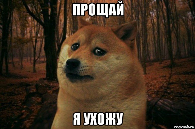 прощай я ухожу, Мем SAD DOGE