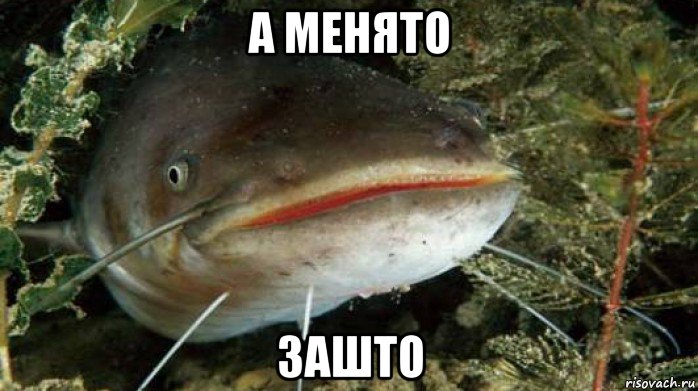 а менято зашто