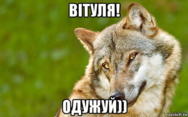 вітуля! одужуй)), Мем   Volf