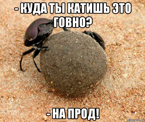 - куда ты катишь это говно? - на прод!, Мем Жук навозник